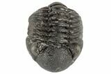 Wide, Partially Enrolled Morocops Trilobite - Morocco #190568-2